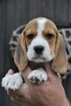 Afb_20120808_Bailey (2)
